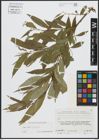 Foto von Salix alba L. x Salix fragilis L.